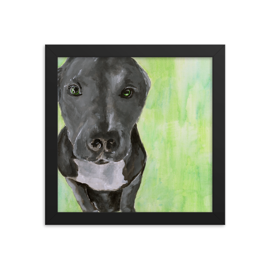 10x10 Framed print of a gray Pit Bull with green background. Framed in black