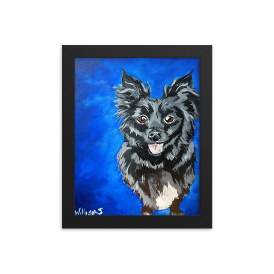 8x10 Framed print of a long haired chihuahua with a blue background. Framed in black