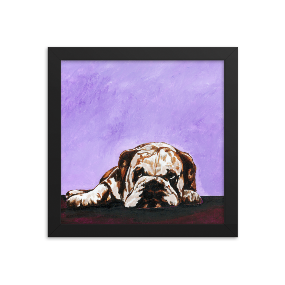 10x10 Framed print of a bulldog laying down with purple background. Framed in black