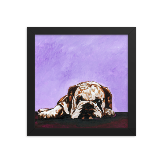 10x10 Framed print of a bulldog laying down with purple background. Framed in black