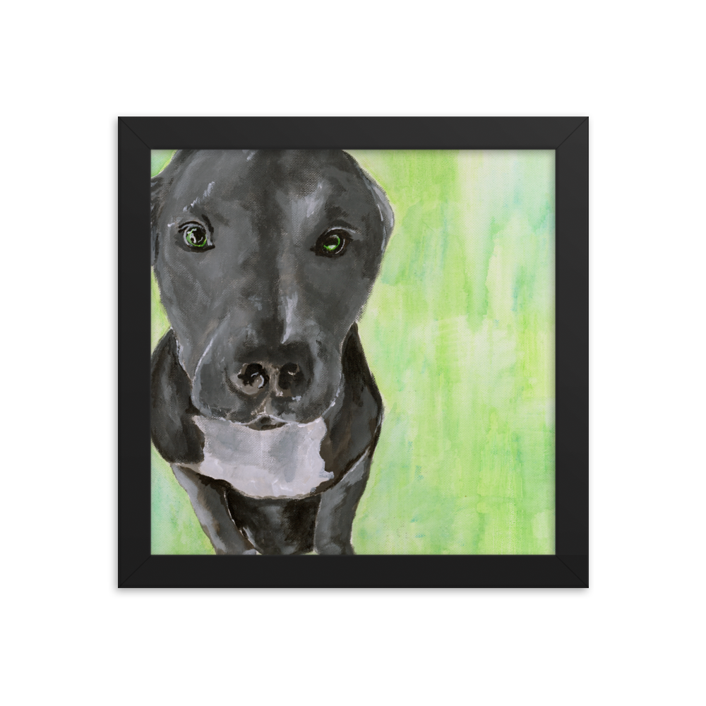 10x10 Framed print of a gray Pit Bull with green background. Framed in black