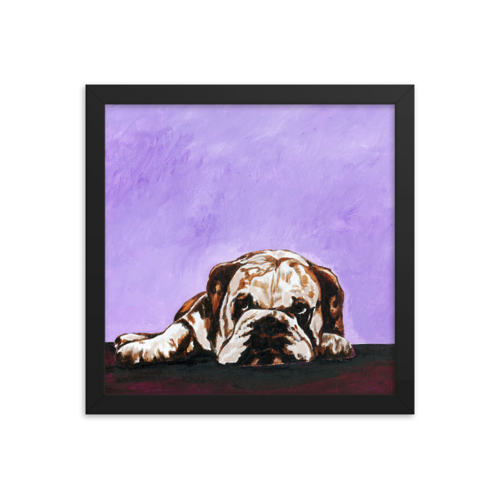 12x12 Framed print of a bulldog laying down with purple background. Framed in black