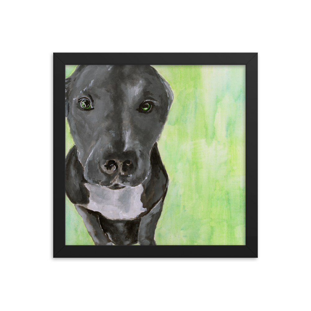 12x12 Framed print of a gray Pit Bull with green background. Framed in black