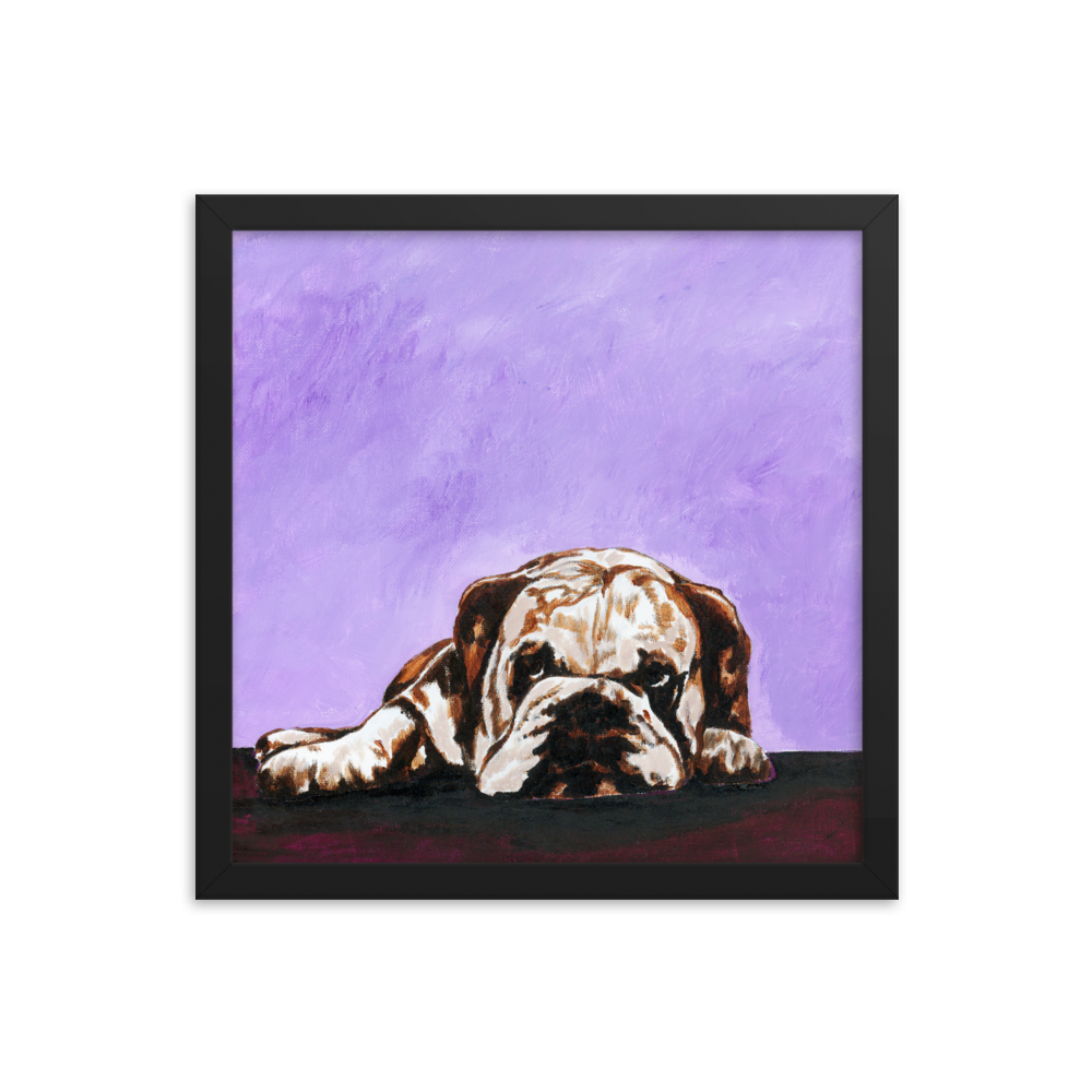 14x14 Framed print of a bulldog laying down with purple background. Framed in black