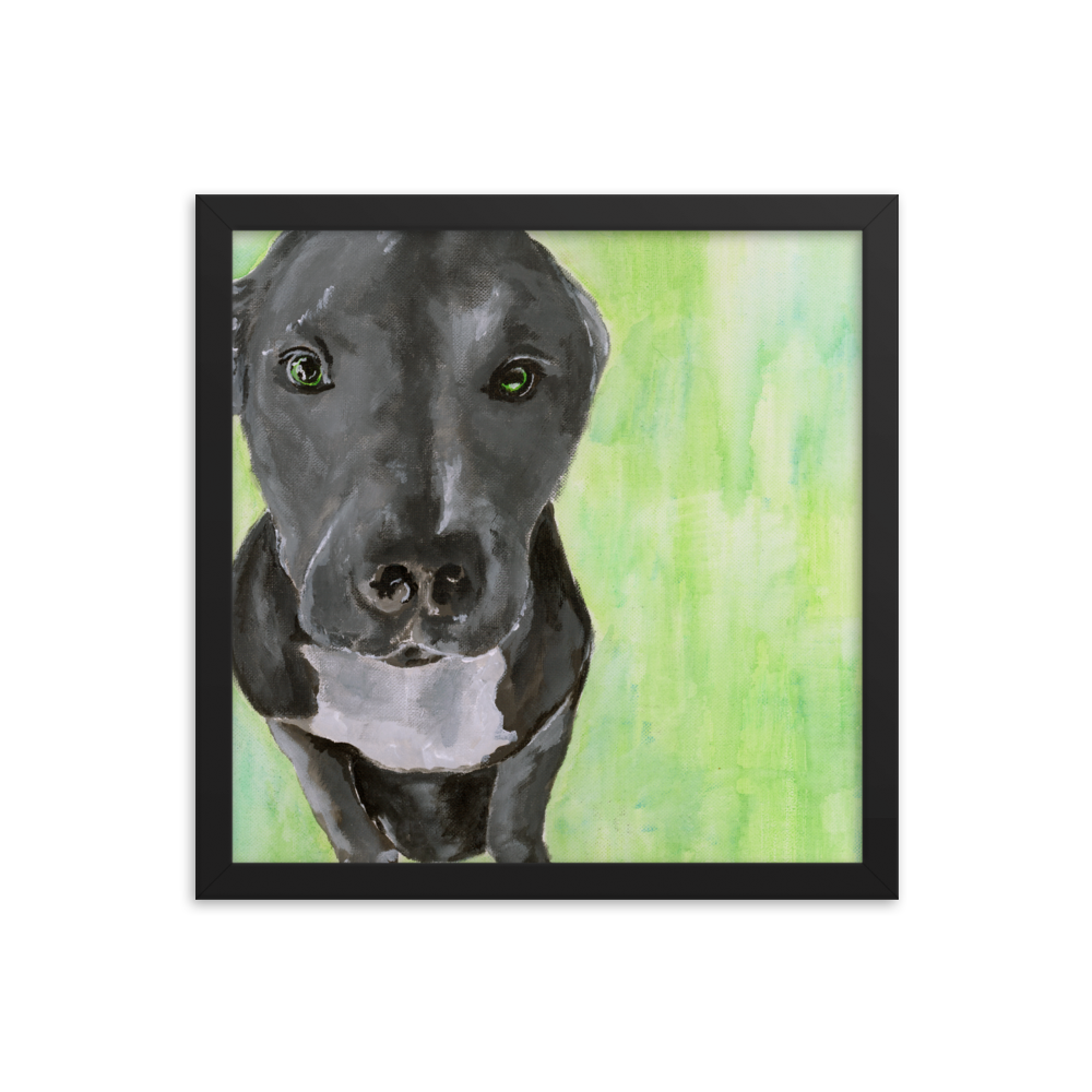 14x14 Framed print of a gray Pit Bull with green background. Framed in black