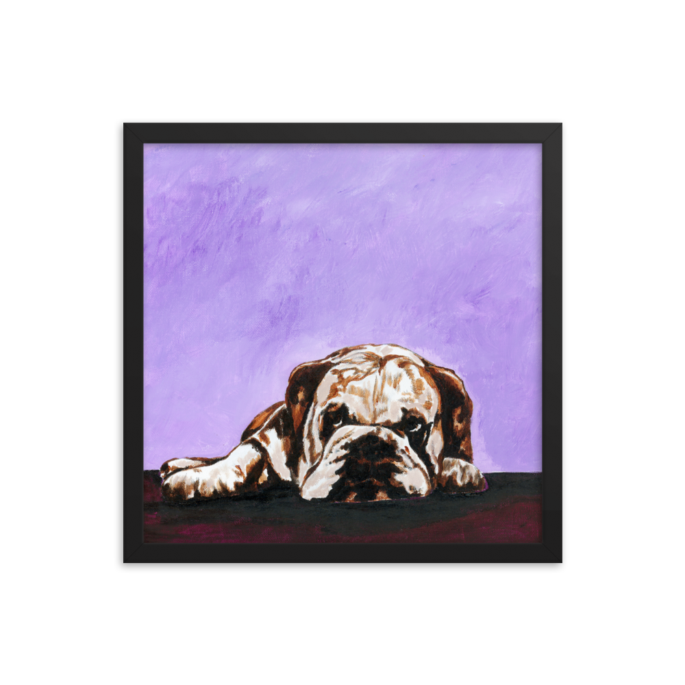 16x16 Framed print of a bulldog laying down with purple background. Framed in black