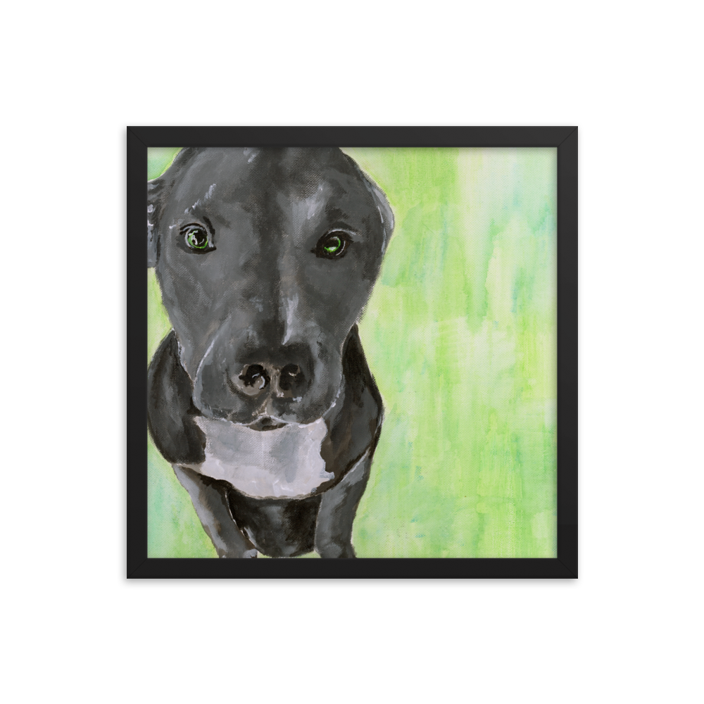 16x16 Framed print of a gray Pit Bull with green background. Framed in black