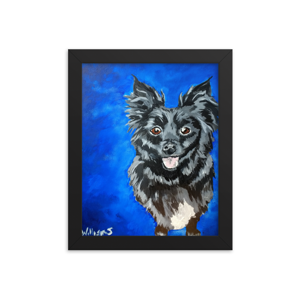 8x10 Framed print of a long haired chihuahua with a blue background. Framed in black