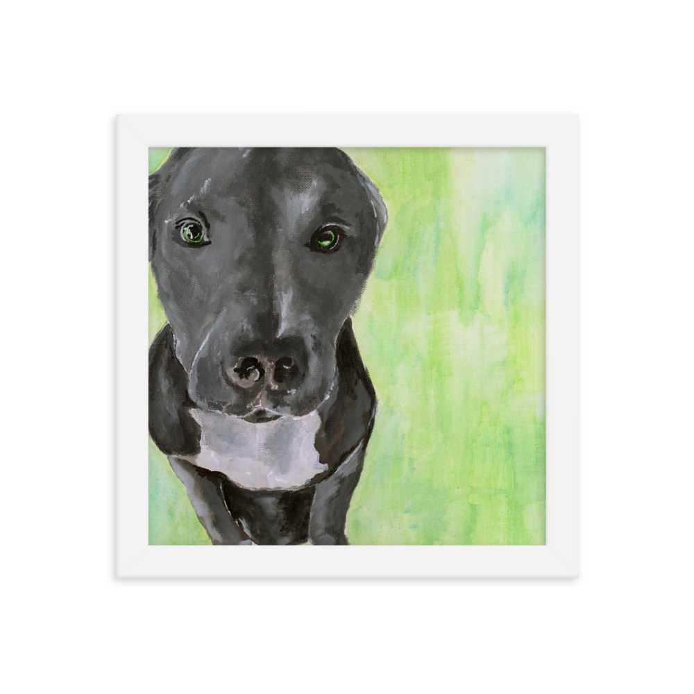 10x10 Framed print of a gray Pit Bull with green background. Framed in white