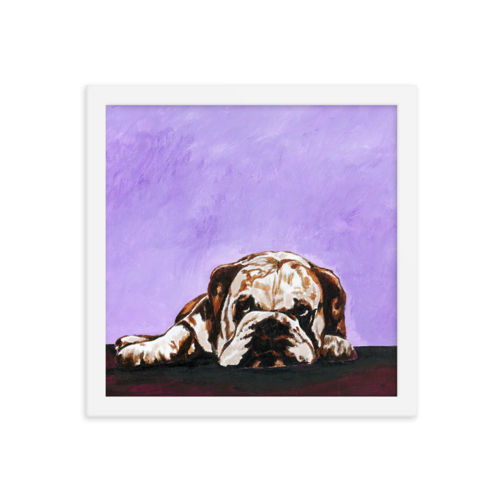 12x12 Framed print of a bulldog laying down with purple background. Framed in white