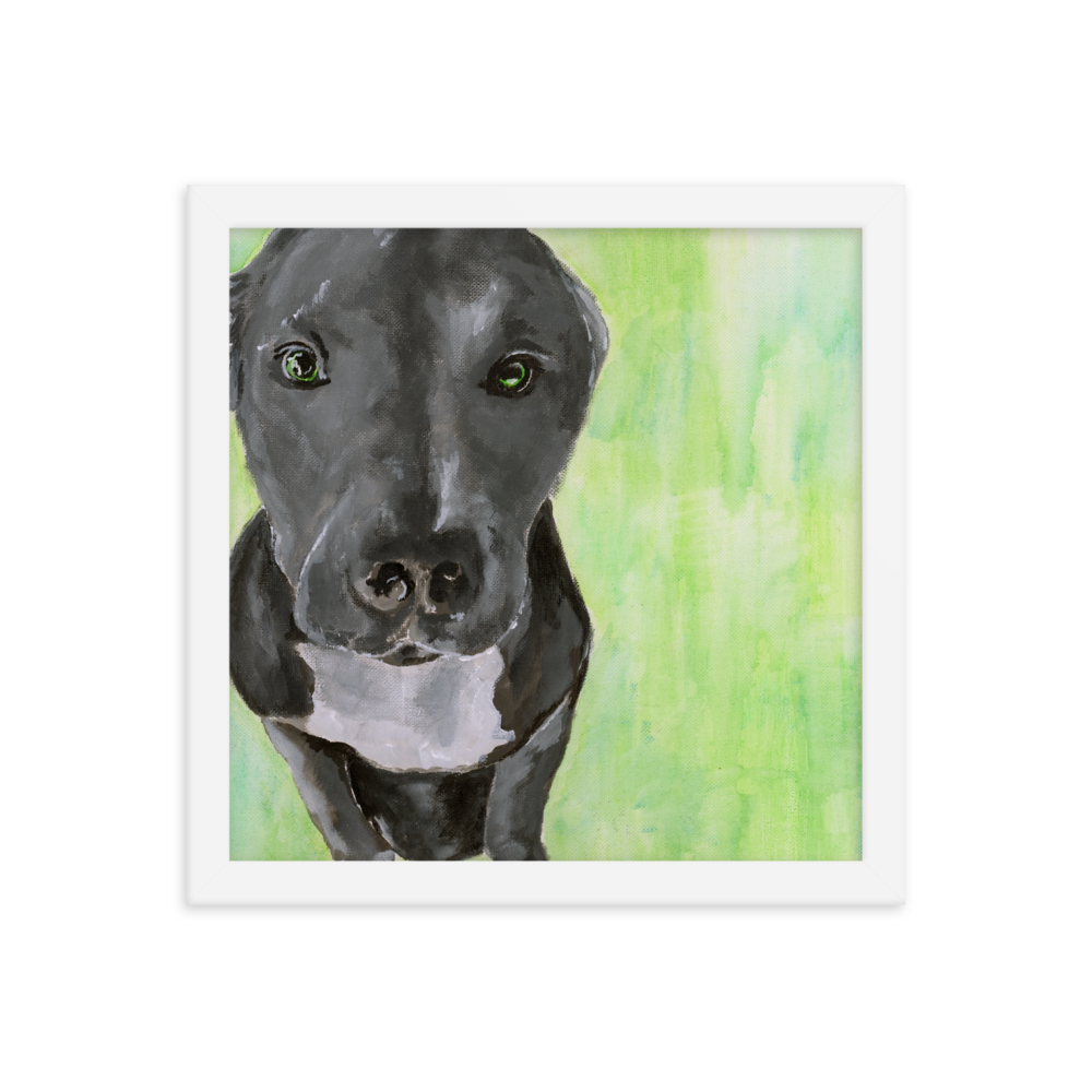 12x12 Framed print of a gray Pit Bull with green background. Framed in white