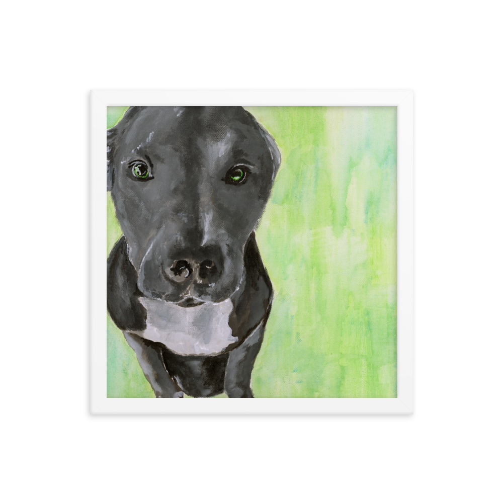 14x14 Framed print of a gray Pit Bull with green background. Framed in white