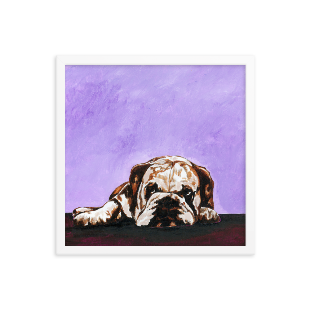 16x16 Framed print of a bulldog laying down with purple background. Framed in white