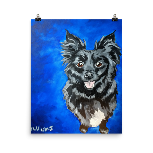 16x20 print of a long haired chihuahua with a blue background.