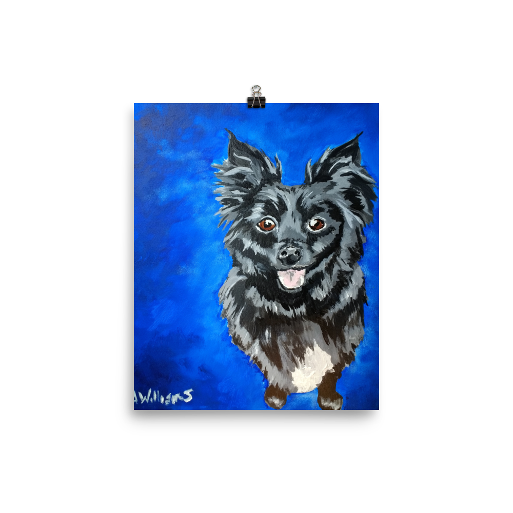 8x10 print of a long haired chihuahua with a blue background.